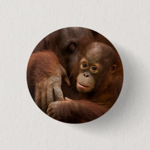 Orangutan Mother and Baby at the Zoo 3 Cm Round Badge