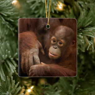 Orangutan Mother and Baby at the Zoo Ceramic Ornament