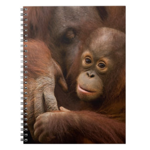 Orangutan Mother and Baby at the Zoo Notebook