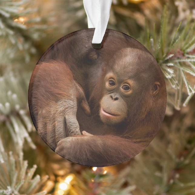Orangutan Mother and Baby at the Zoo Ornament (Tree)