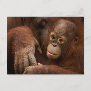 Orangutan Mother and Baby at the Zoo Postcard