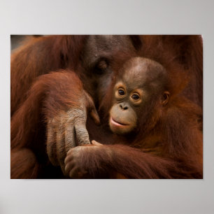 Orangutan Mother and Baby at the Zoo Poster