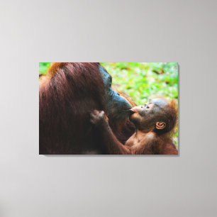 Orangutan mother and baby canvas print