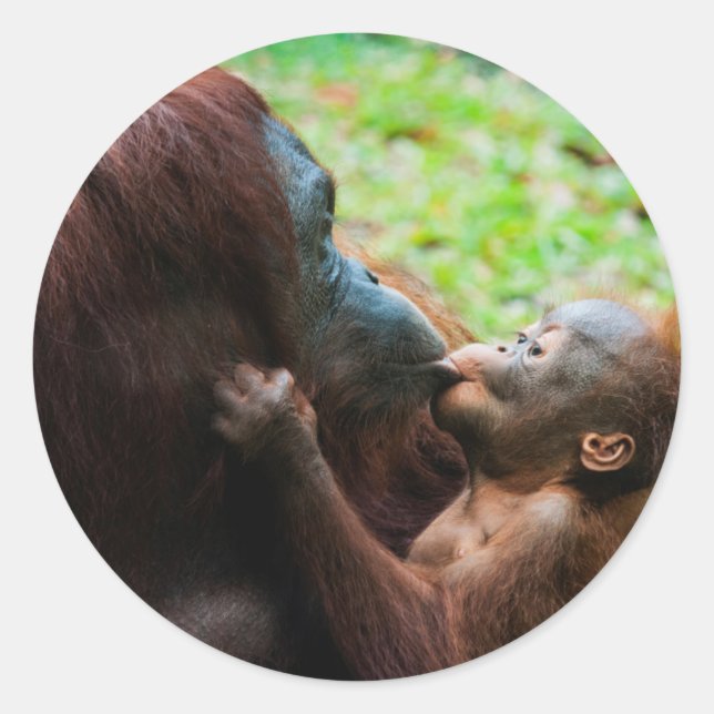 Orangutan mother and baby classic round sticker (Front)