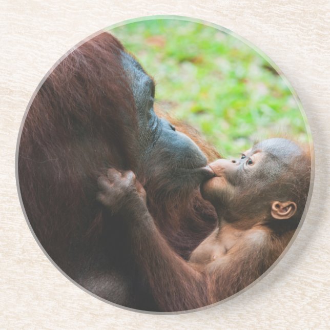 Orangutan mother and baby coaster (Front)