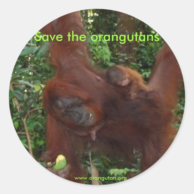 Orangutan Mother and Baby in Natural Habitat Classic Round Sticker (Front)