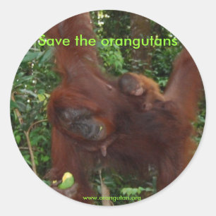Orangutan Mother and Baby in Natural Habitat Classic Round Sticker