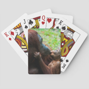 Orangutan mother and baby playing cards