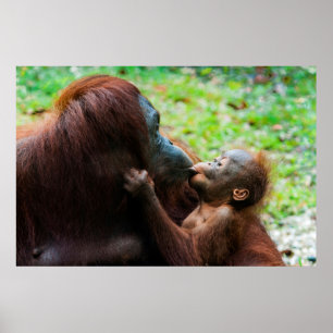 Orangutan mother and baby poster