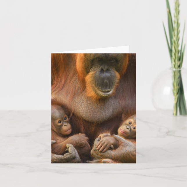 Orangutan Mother Holding Two Babies Note Card (Front)