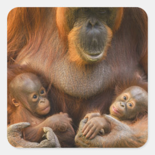Orangutan Mother Holding Two Babies Square Sticker