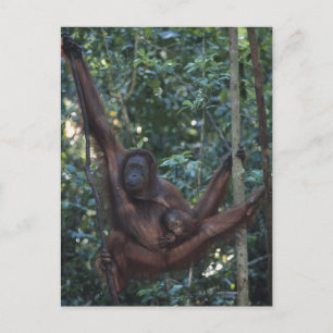 Orangutan Mother with Baby 4 Postcard