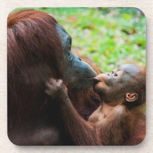 Orangutan Mother with Baby Coaster