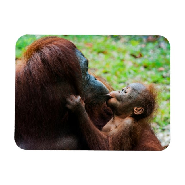 Orangutan Mother with Baby Magnet (Horizontal)