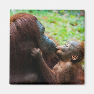 Orangutan Mother with Baby Magnet