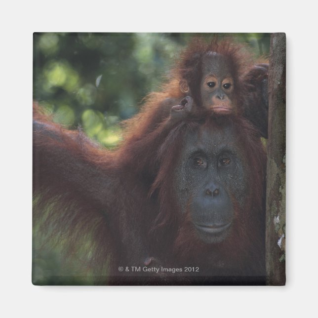 Orangutan Mother with Baby Magnet (Front)
