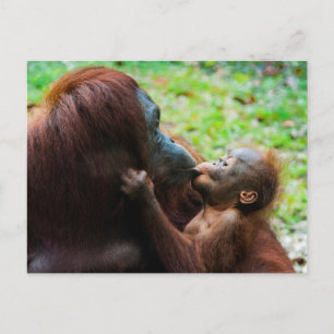 Orangutan Mother with Baby Postcard