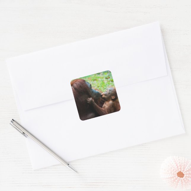 Orangutan Mother with Baby Square Sticker (Envelope)