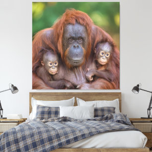 Orangutan Mum Watching Over Two Babies Canvas Print
