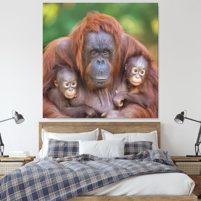 Orangutan Mum Watching Over Two Babies Canvas Print (Insitu(Bedroom))