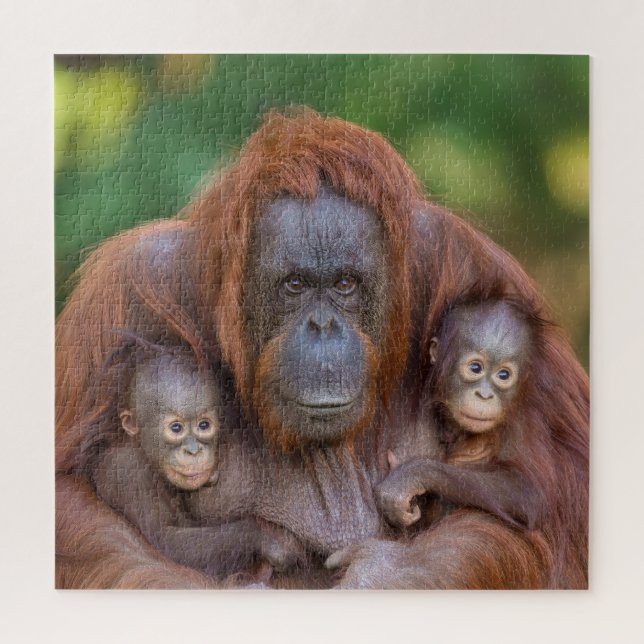 Orangutan Mum Watching Over Two Babies Jigsaw Puzzle (Vertical)