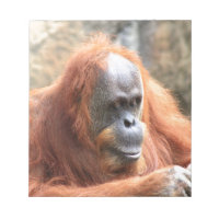 Orangutan