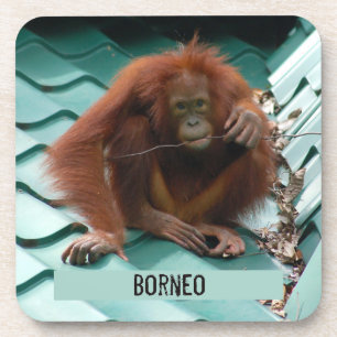 Orangutan on Roof at Sepilok in Borneo Photograph Coaster