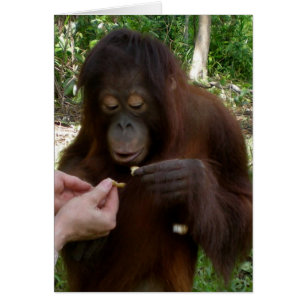 Orangutan Orphan Eats Peanuts in Jungle