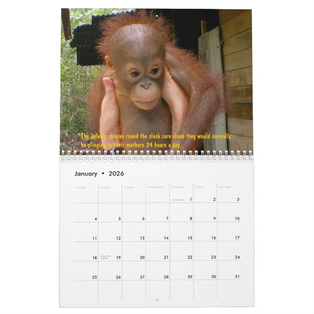 Orangutan Orphans Calendar (Jan 2026)