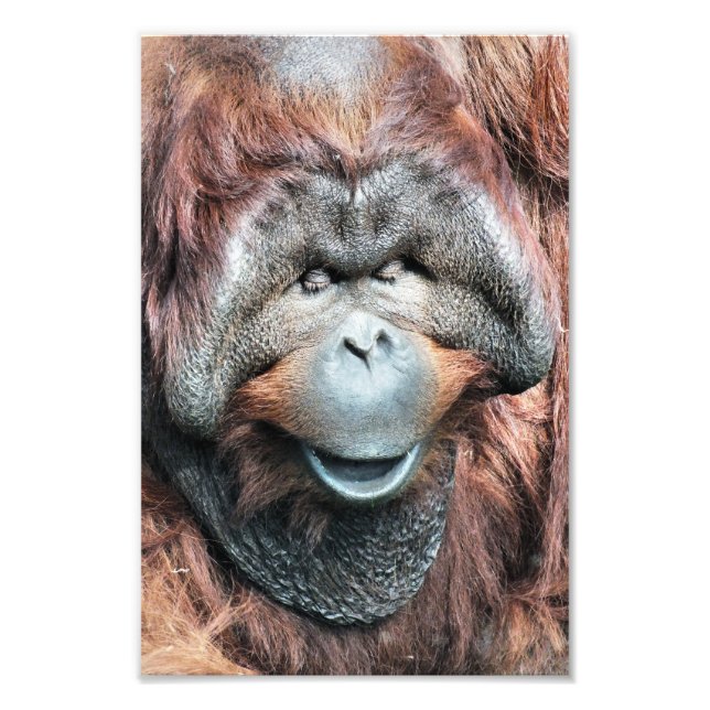 ORANGUTAN PHOTO PRINT (Front)