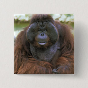 Orangutan Pongo Pygmaeus 15 Cm Square Badge