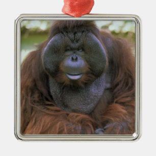 Orangutan Pongo Pygmaeus Metal Tree Decoration