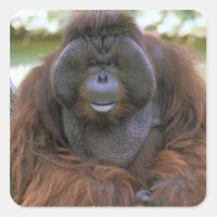Orangutan Pongo Pygmaeus