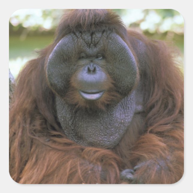 Orangutan Pongo Pygmaeus Square Sticker (Front)