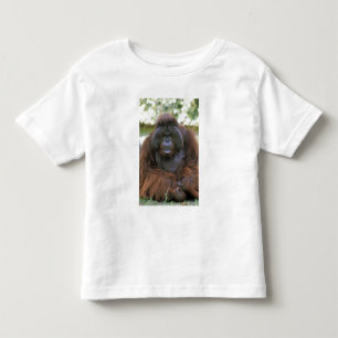 Orangutan Pongo Pygmaeus Toddler T-Shirt