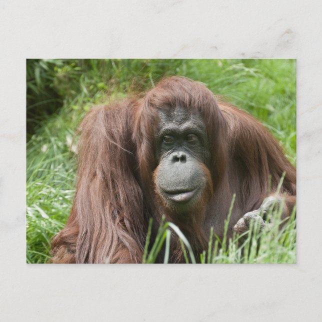 Orangutan Postcard (Front)