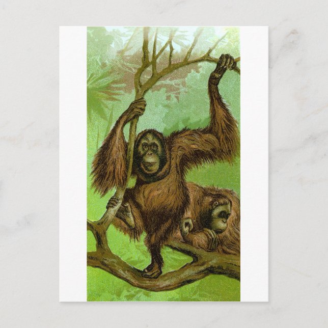 Orangutan Postcard (Front)