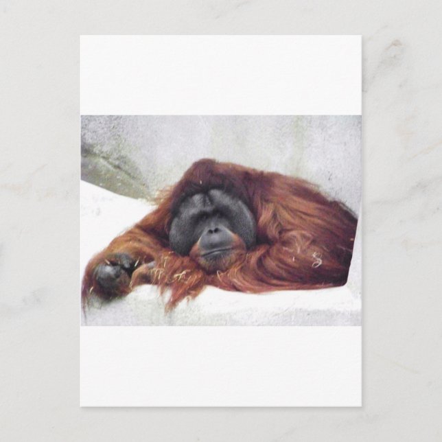 Orangutan Postcard (Front)