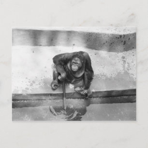Orangutan Postcard