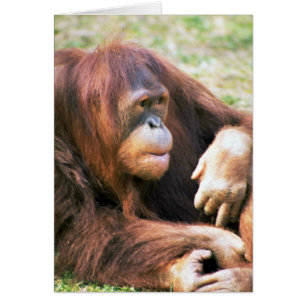 Orangutan Reclining