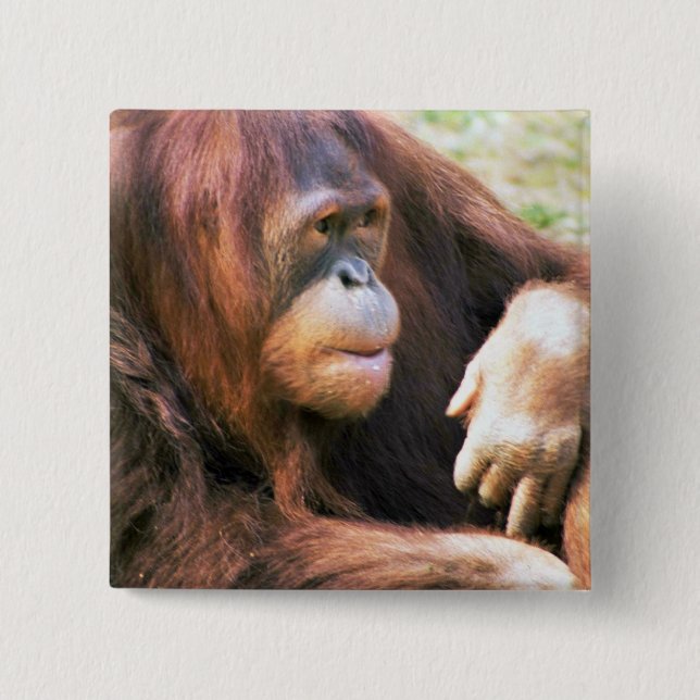 Orangutan Reclining 15 Cm Square Badge (Front)