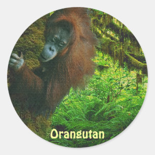 Orangutan Red Ape & Jungle Primate Stickers