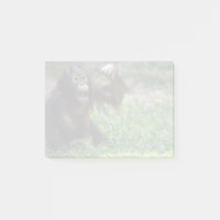 Orangutan Redd at the National Zoo