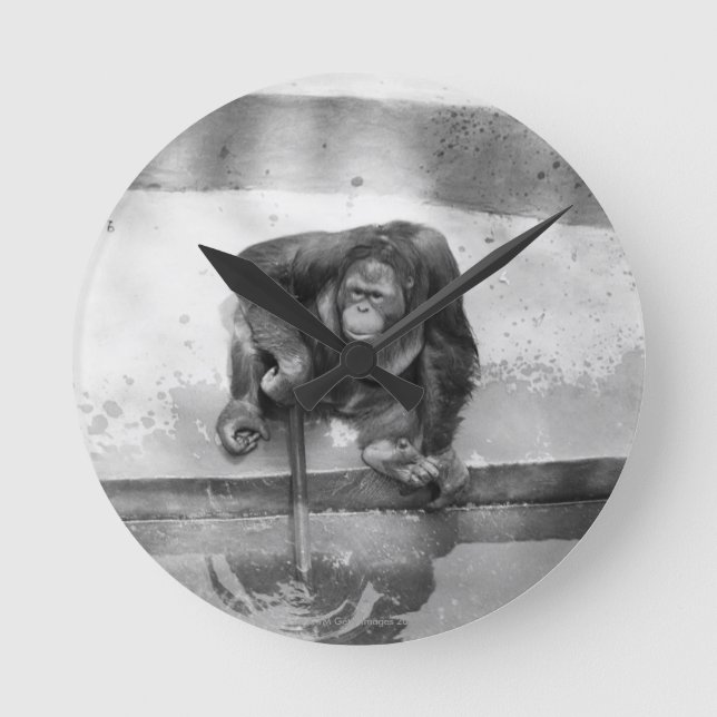 Orangutan Round Clock (Front)