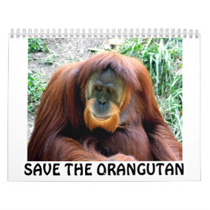 orangutan, SAVE THE ORANGUTAN Calendar