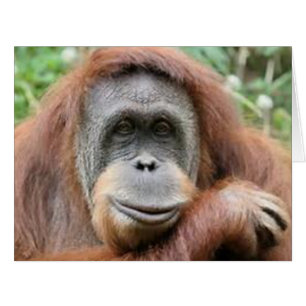 Orangutan Smile