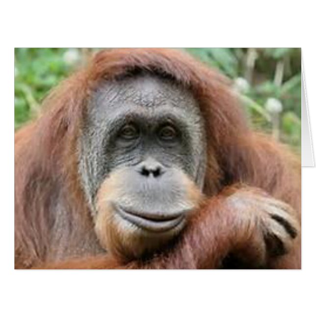 Orangutan Smile (Front Horizontal)