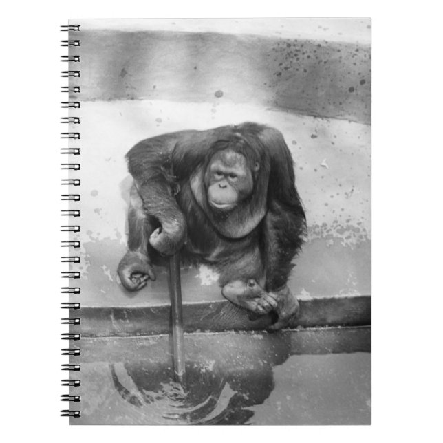 Orangutan Spiral Notebook (Front)