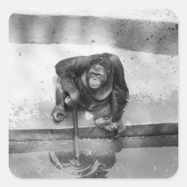 Orangutan Square Sticker (Front)