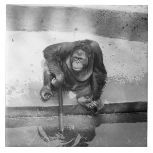 Orangutan Tile